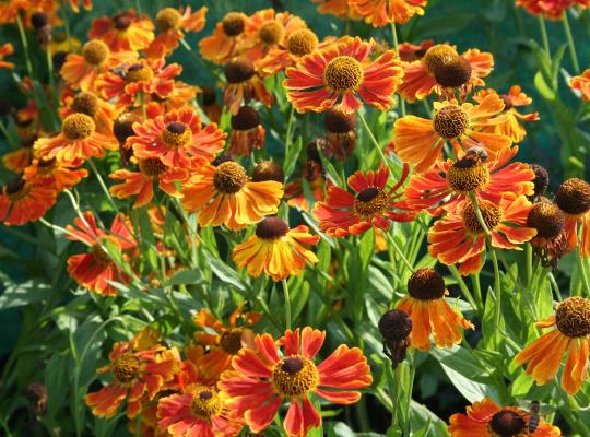 Helenium Waldtraut