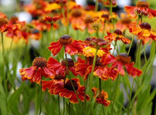 Helenium Waldtraut