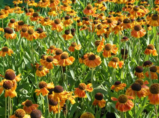 Helenium 'Wyndley'