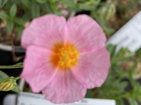 Helianthemum Lawrenson's Pink