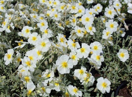 Helianthemum The Bride