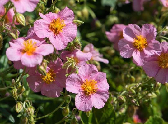 Helianthemum Wisley Pink