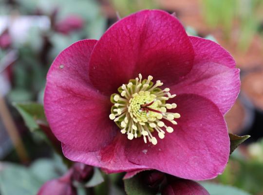 Helleborus Anna's Red