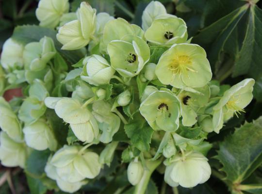 Helleborus argutifolius