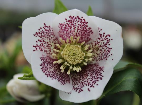 Helleborous x h. Spring Promise® Conny