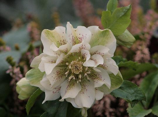 Helleborus x h. Double White Spotted