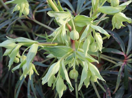 Helleborus foetidus Wester Flisk