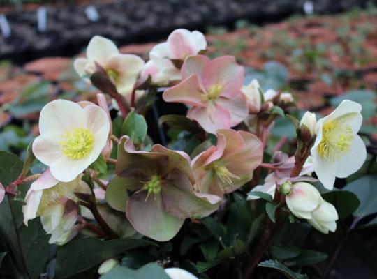 Helleborus HGC® Cinnamon Snow