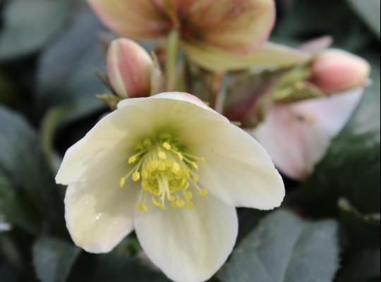 Helleborus HGC® Joker