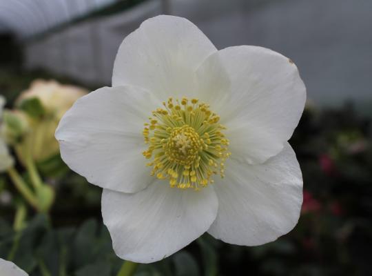 Helleborus HGC® 'Josef Lemper'