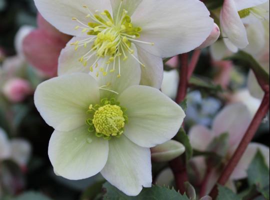 Helleborus HGC® Monte Cristo