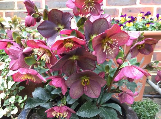 Helleborus glan 'Ice N Roses Red'
