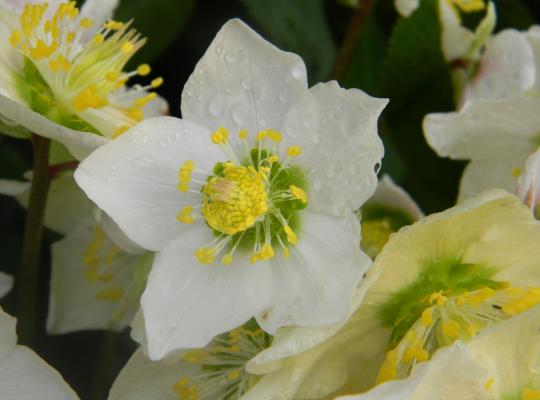 Helleborus niger