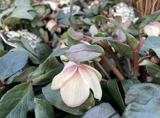 Helleborus HGC Snow Dance®