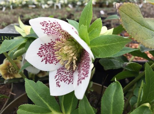 helleborus-spring-promise-conny-3.jpeg