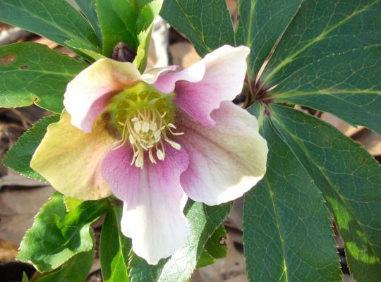 Helleborus Spring Promise Hybrids