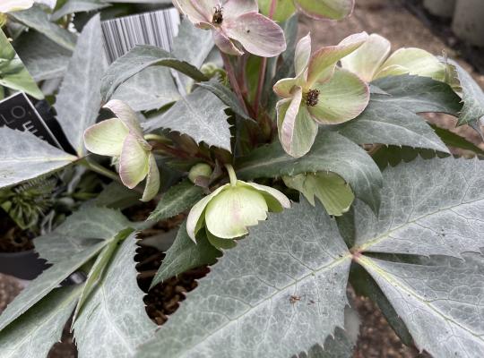 Helleborus x sternii Silver Star