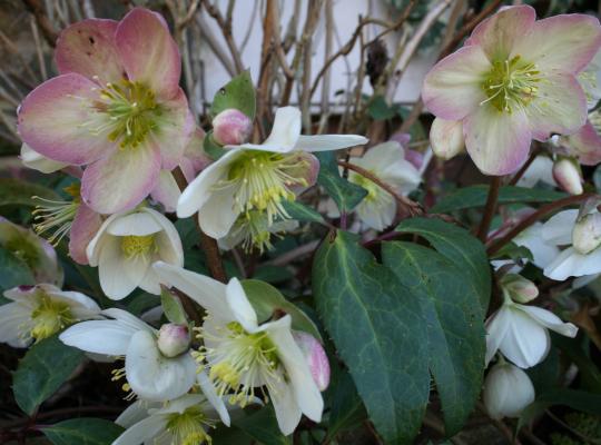 Helleborus x sternii