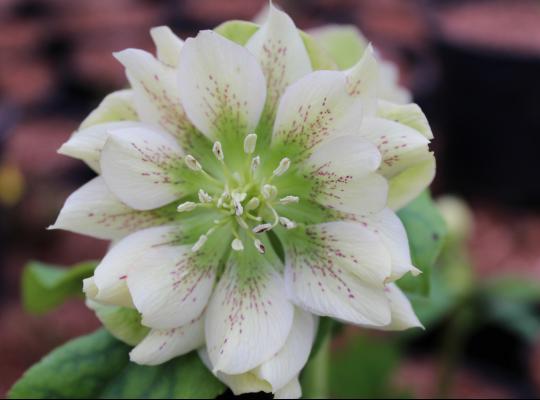 Helleborus x h. Double White