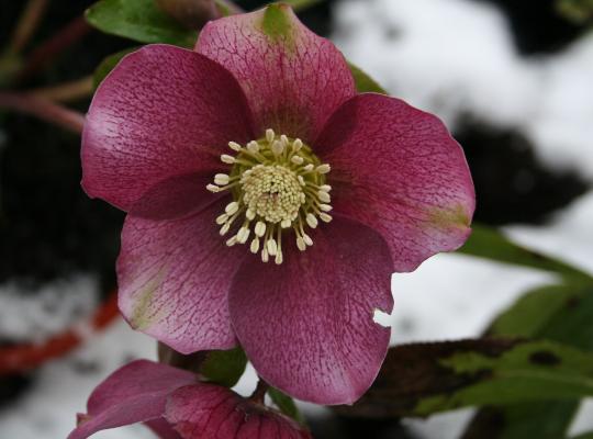 Helleborus x h. Red Lady