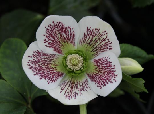 Helleborus x h. White Spotted