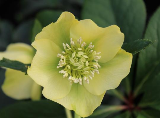 Helleborus x h. Yellow Lady