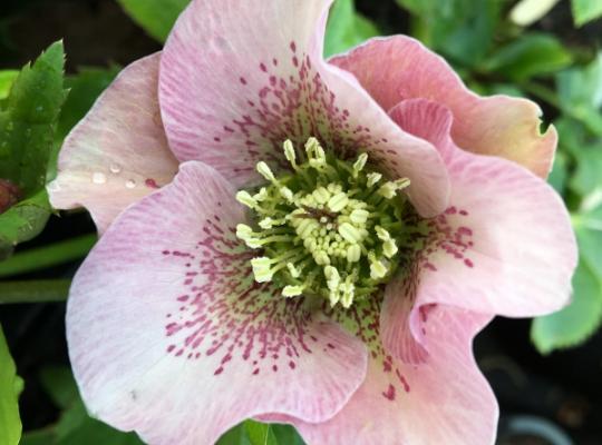 Helleborus x h. Pink Lady