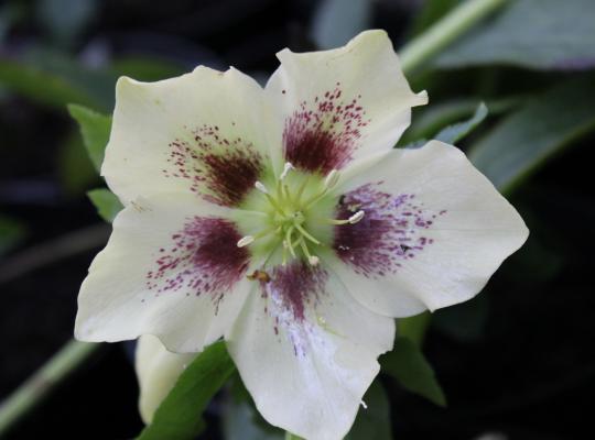 Helleborus x h. Ballard's Hybrids