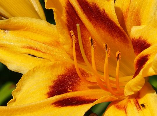 Hemerocallis Bonanza