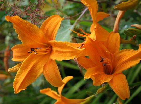 Hemerocallis Burning Daylight