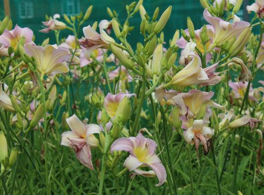 Hemerocallis Catherine Woodbery