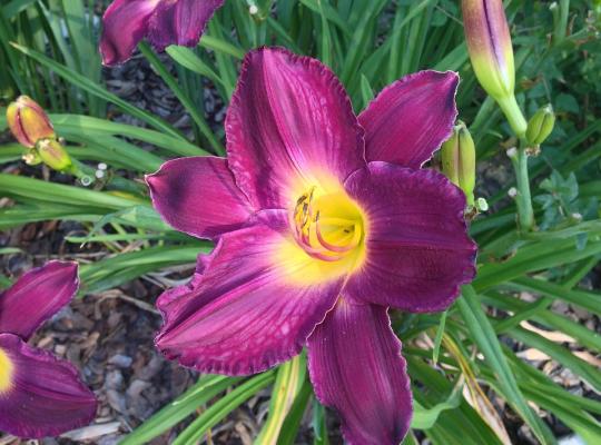 Hemerocallis Chicago Royal Crown