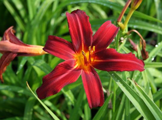 Hemerocallis 'Crimson Pirate'