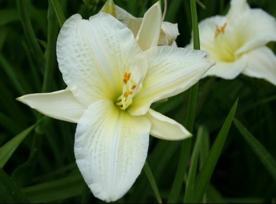 Hemerocallis Gentle Shepherd