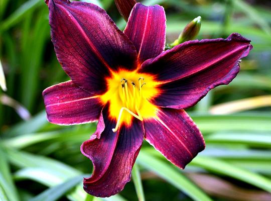 Hemerocallis Georgette Belden