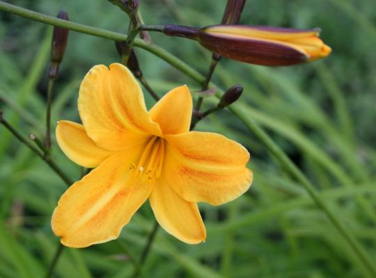 Hemerocallis 'Golden Chimes'