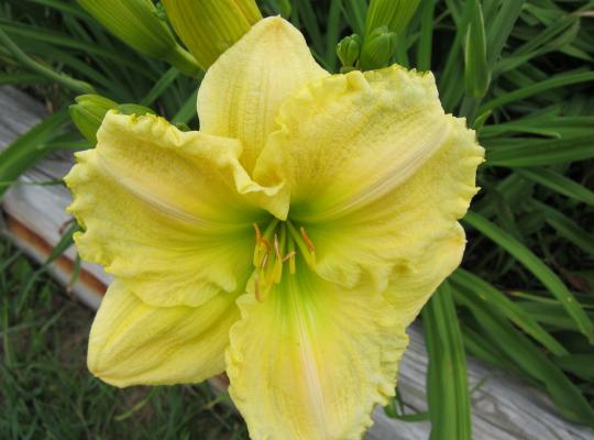 Hemerocallis 'Green Flutter'