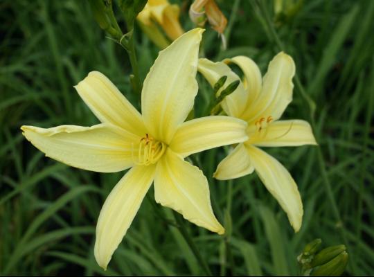 Hemerocallis Hyperion