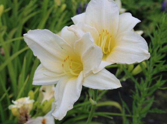 Hemerocallis Joan Senior