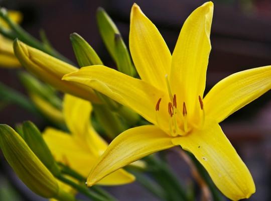 Hemerocallis lilioasphodelus