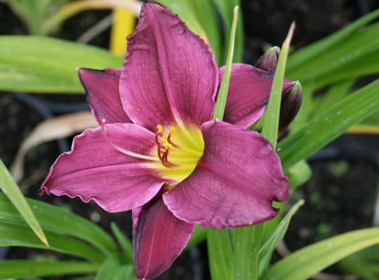 Hemerocallis Purple Rain