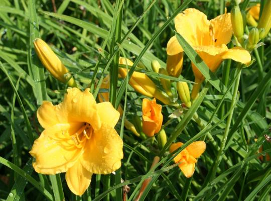 Hemerocallis Stella d'Oro