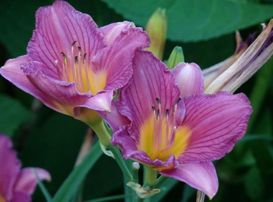 Hemerocallis Summer Wine