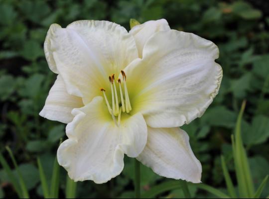 Hemerocallis 'White Temptation'