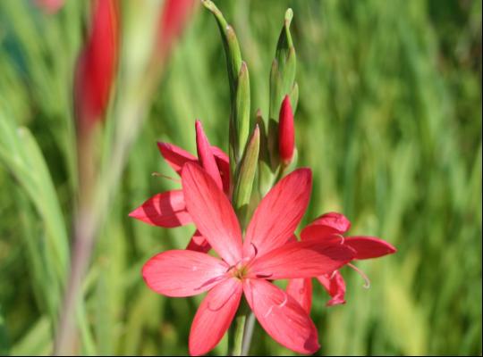 Hesperantha cocc. Professor Barnard