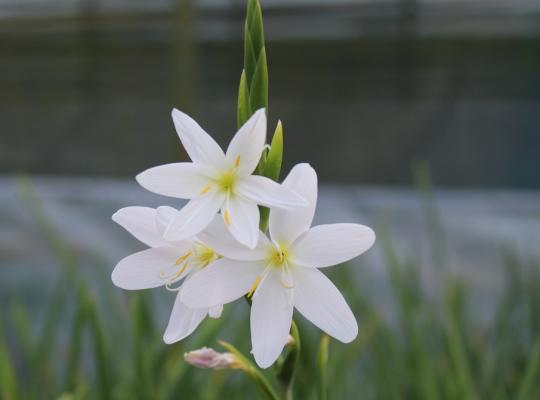 Hesperantha cocc. Snow Maiden