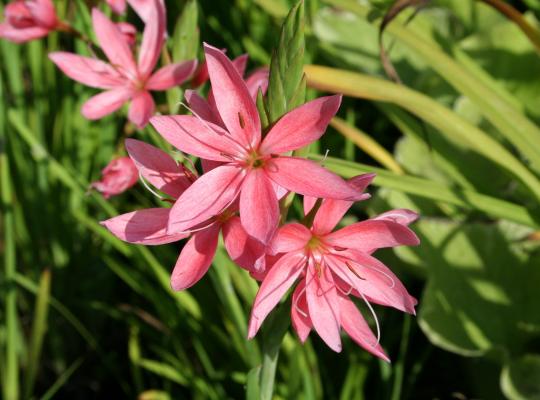 Hesperantha cocc. Fenland Daybreak