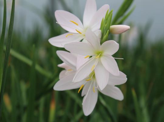 Hesperantha cocc. Ice Maiden