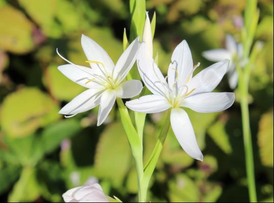 Hesperantha coccinea f. alba