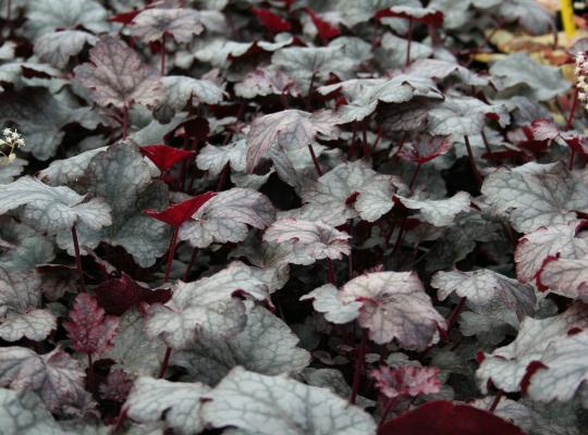 Heuchera 'Amethyst Myst'